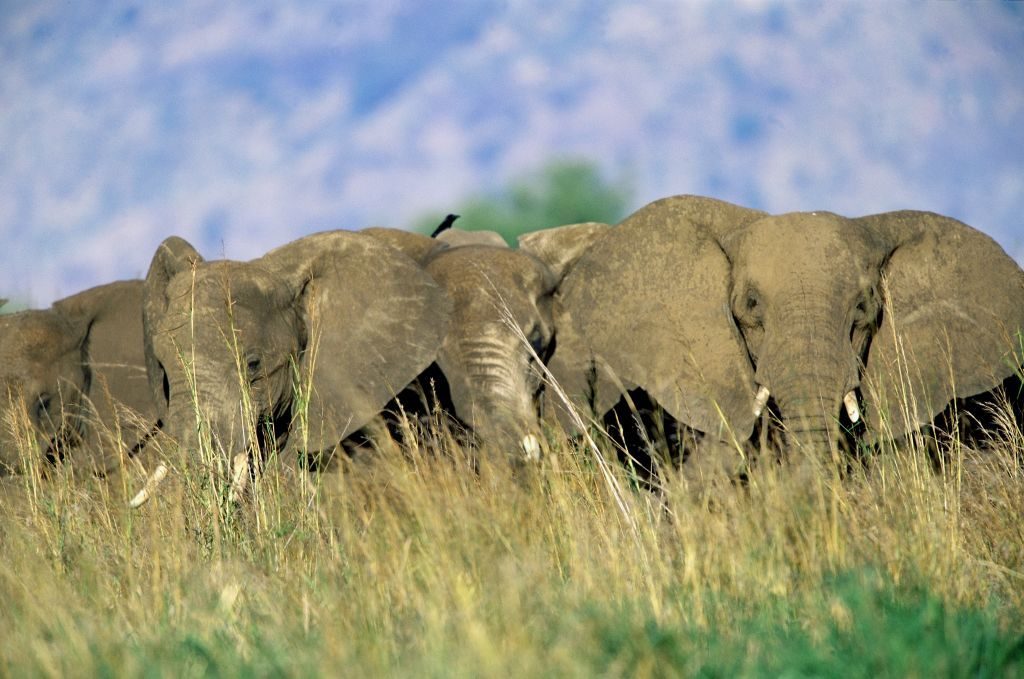 A herd of elephants to enjoy on your Kidepo Budget Safari