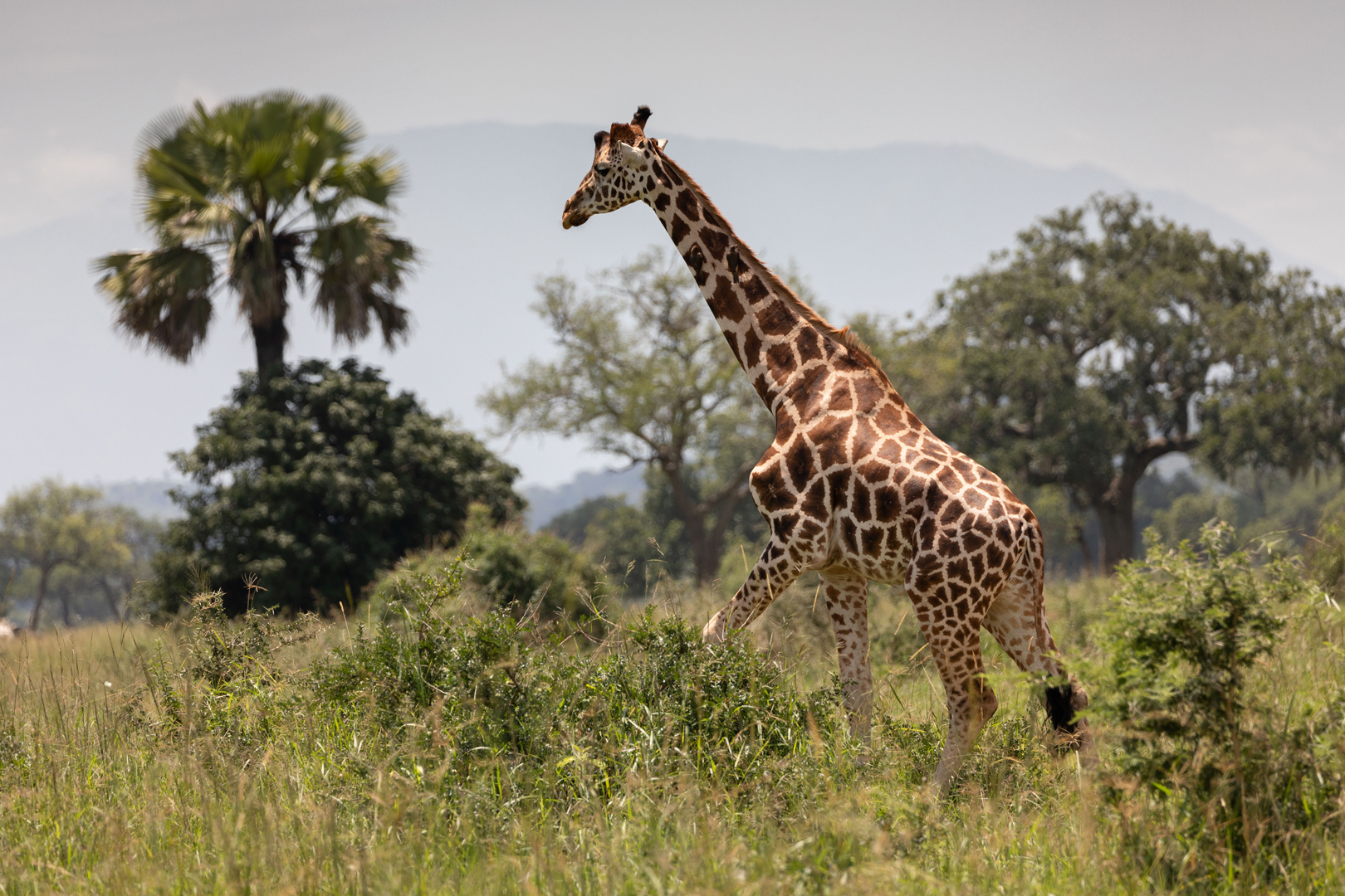 Budget Wildlife Tours to Kidepo Valley National Park, Kidepo Budget Tours