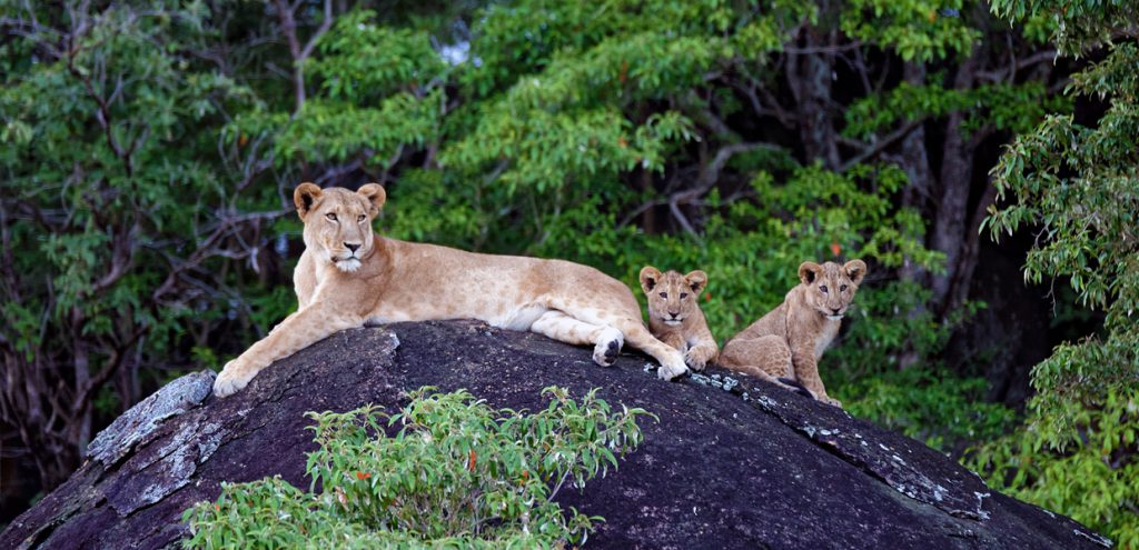 Lions on rocks of Kidepo valley, an encounter on of 11 Days Uganda Safari Kidepo