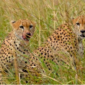 Exciting Journey To Kidepo Valley National Park